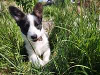 Welsh Corgi Cardigan FCI