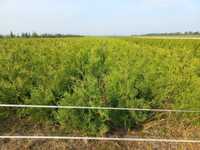 Thuja Tuja Brabant 120-140cm nie smaragd