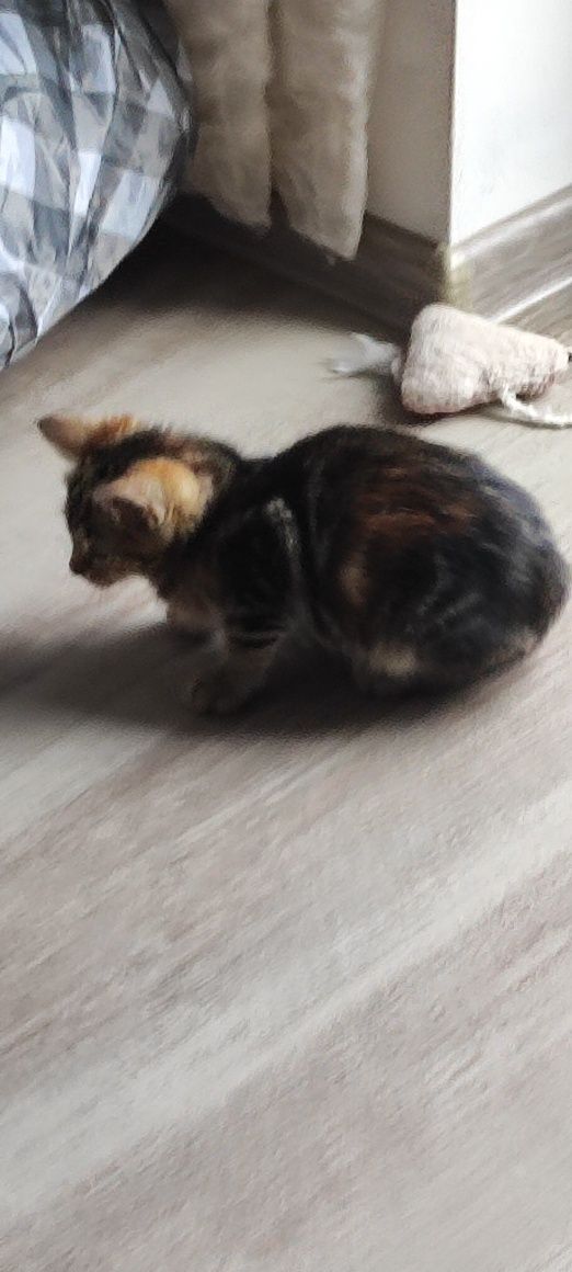 Kotka w typie bengalski