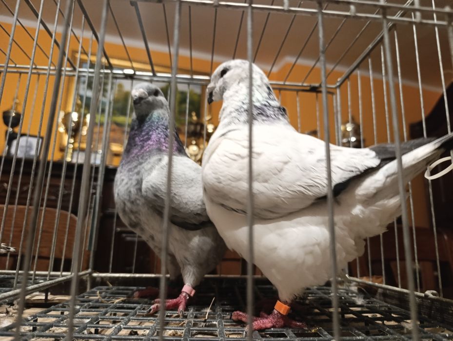 Giant Homery, wysyłam, gołębie ozdobne