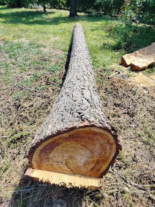 Drewno, modrzew na sprzedaż