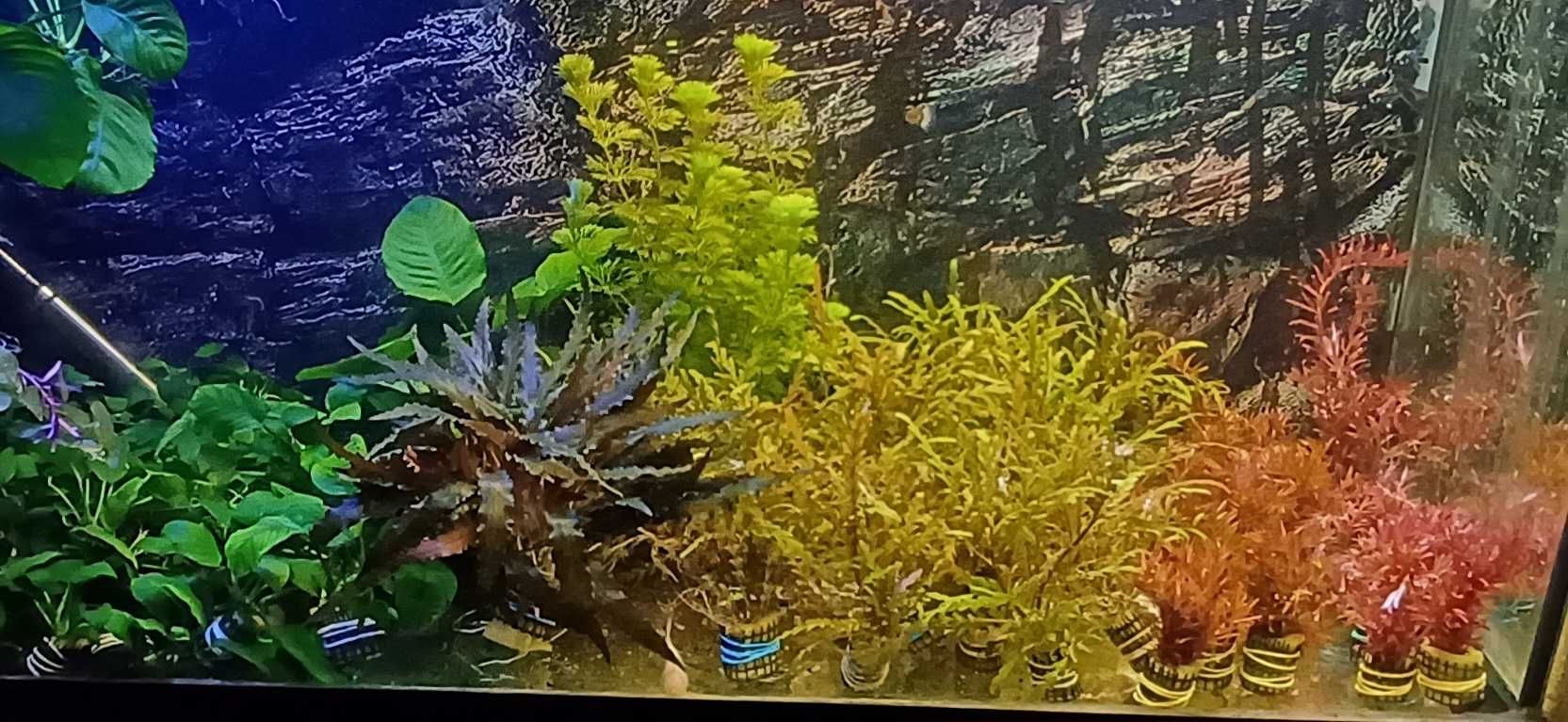 Plantas aquario, hygrophila, rotala, anubias, cryptocoryne