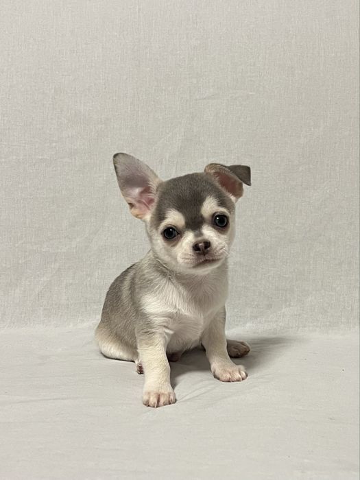 Ліловий  хаски чіхуахуа