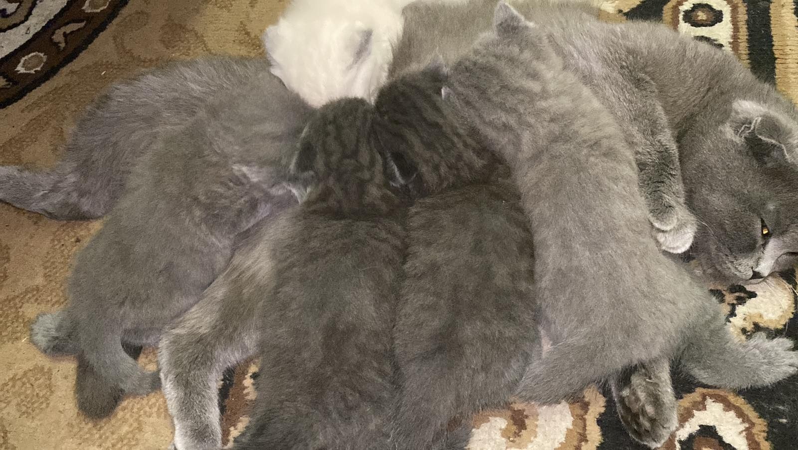 Шотландські котятка,британські,блю поінт