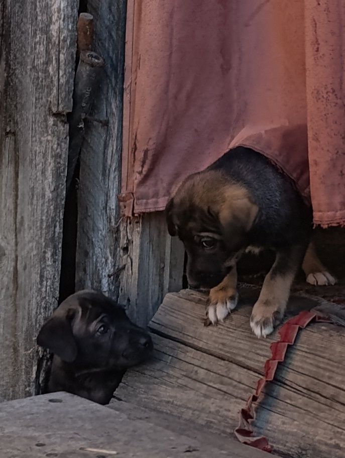 Віддам в дар цуценят