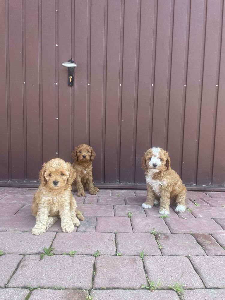 Cockapoo f1b |pierwszy miot|