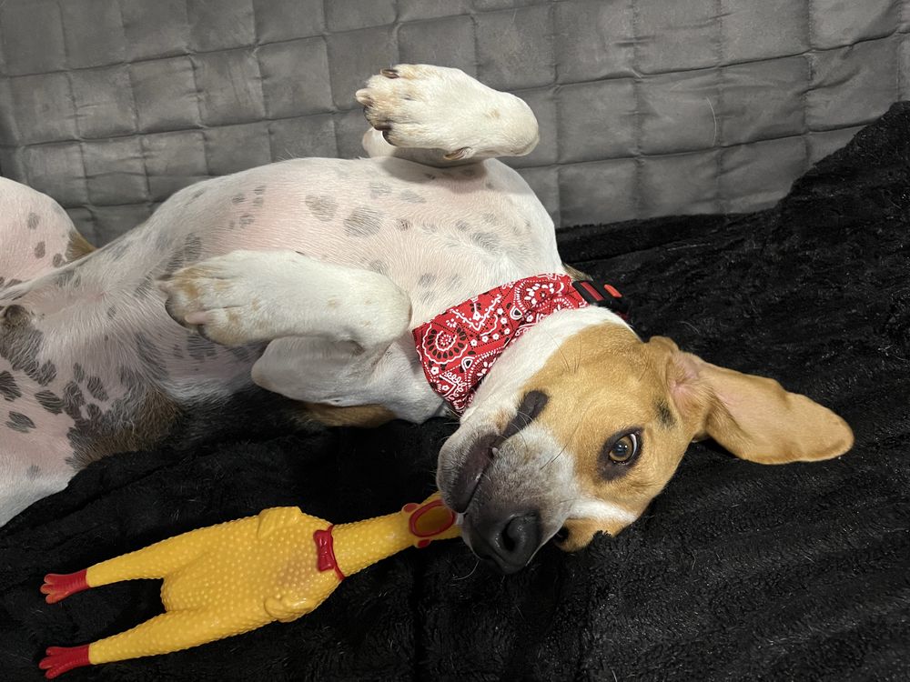 Beagle para adopção