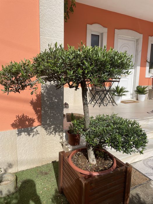 Oliveira bonsai em vaso