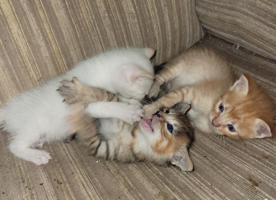Gatinhos para adopção