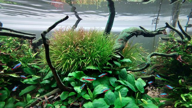 Blyxa Japonica rośliny akwariowe