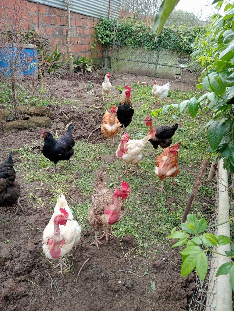 Ovos galados de galinhas caseiras