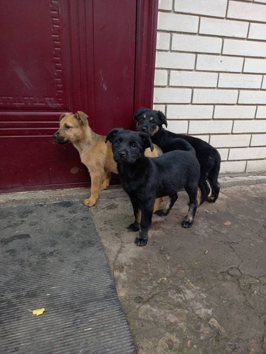 Віддамо цуценят в добрі руки.  Безкоштовно.

Цуценята грайливі, зовсім