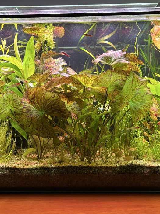 Nymphaea green tiger lotus - lotos zielony tygrysi