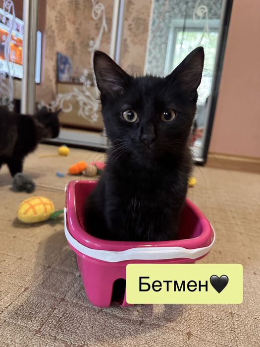 Бетмен та Деймон шукают родину