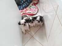 Shih tzu tir color