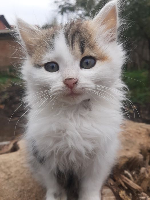 Віддам даром котят