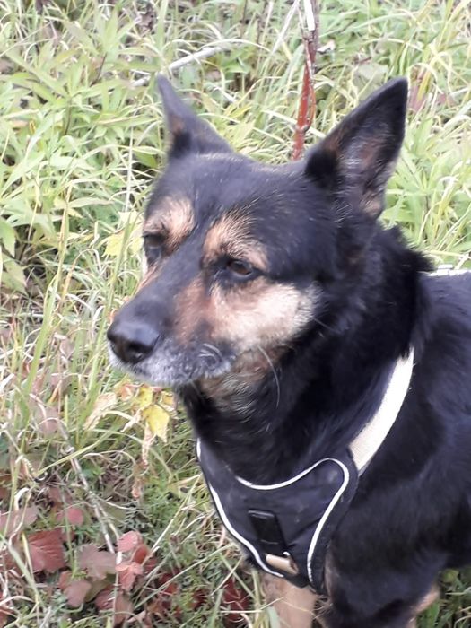 Dojrzała sunia do adopcji