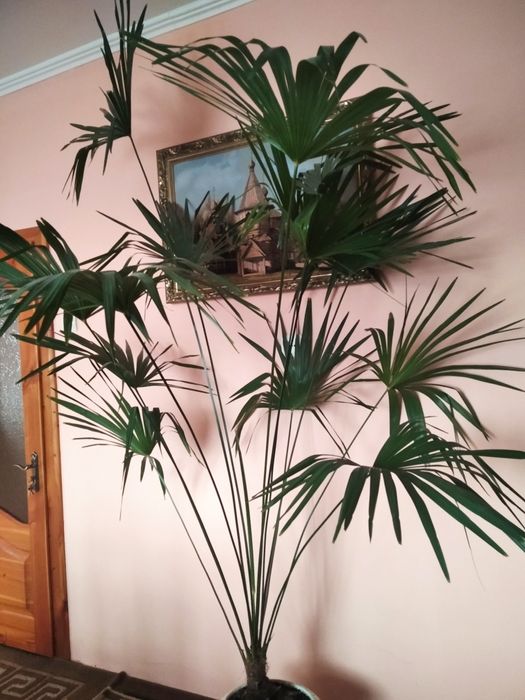 Пальма віялова (веєрна)