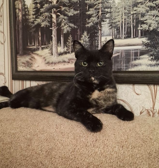 У хороші руки! Киця, кішка!