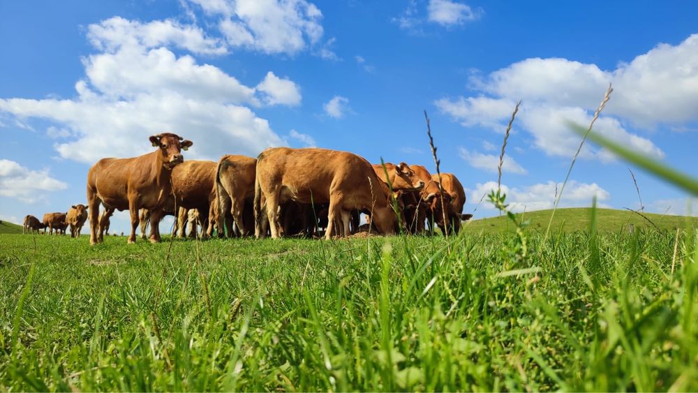 Jałowki 2024r limousine