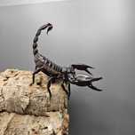 Skorpion Heterometrus silenus