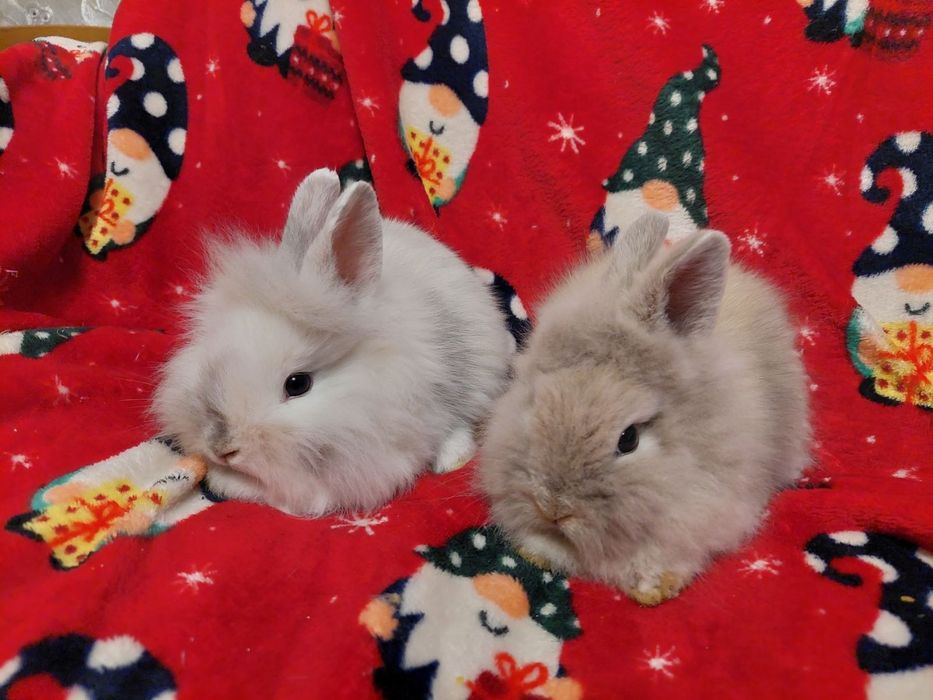Декоративні карликові кролики