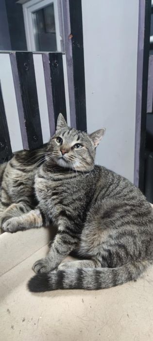 Котики из приюта,ищем семью!