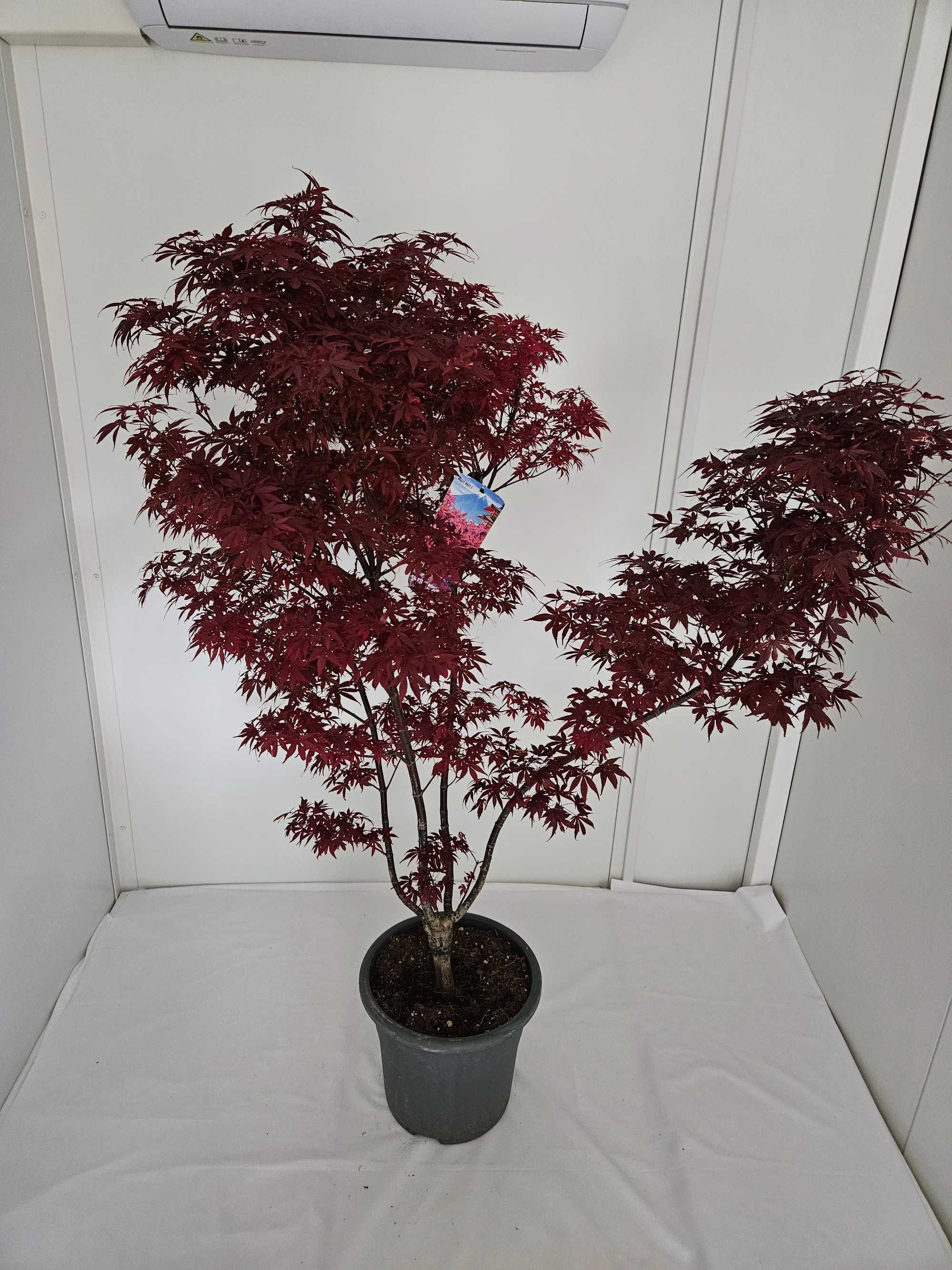 Bonsai – Klon japoński palmowy 'Skeeter's Broom' (Acer palmatum)
