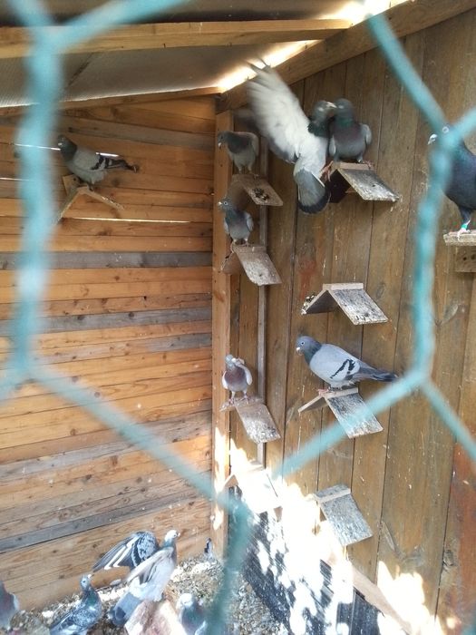Gołębie pocztowe z rozplodu