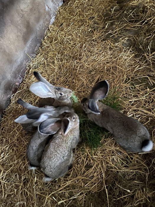 Króliki Olbrzymy Belgijskie i Barany Francuskie