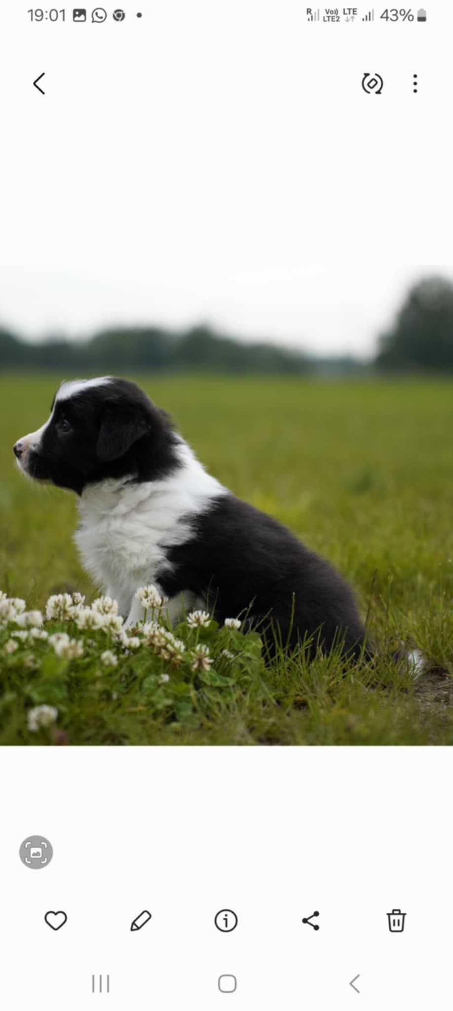 Szczenię Border Collie