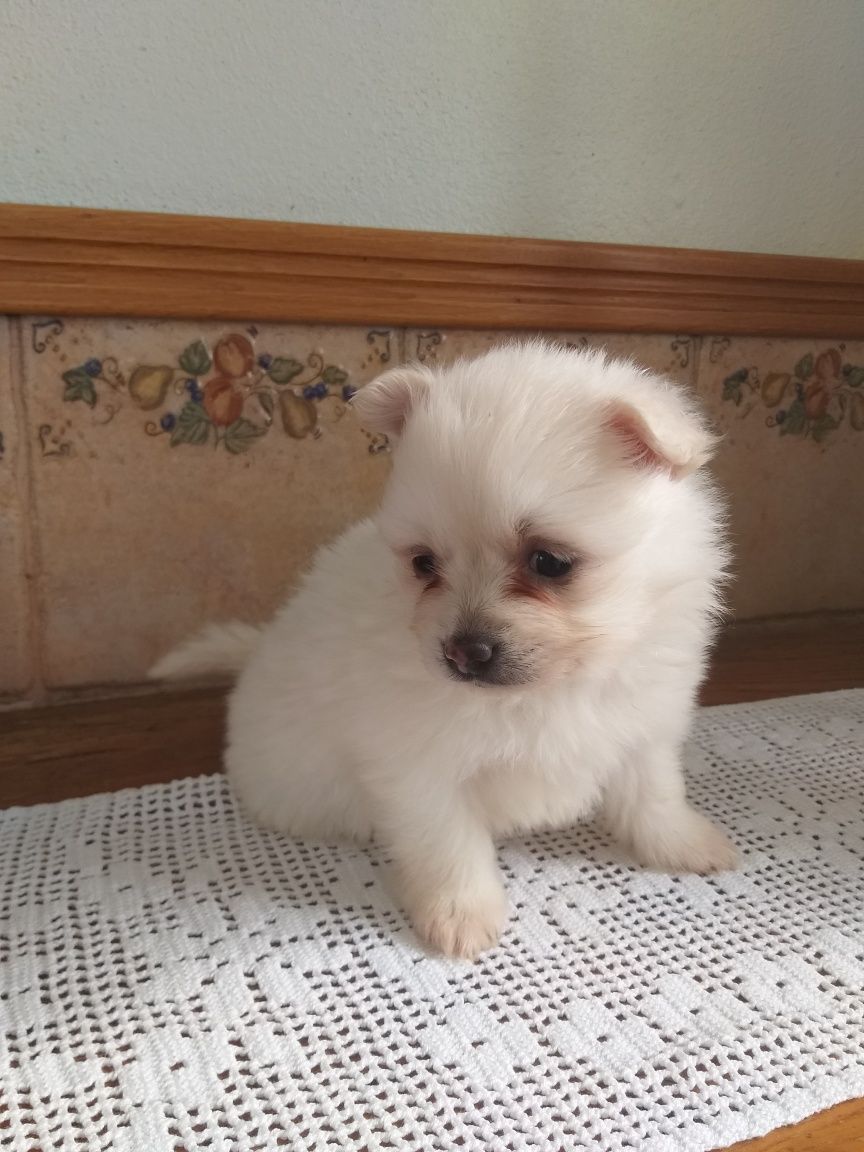Lulu da Pomerânia (SPITZ Alemão)