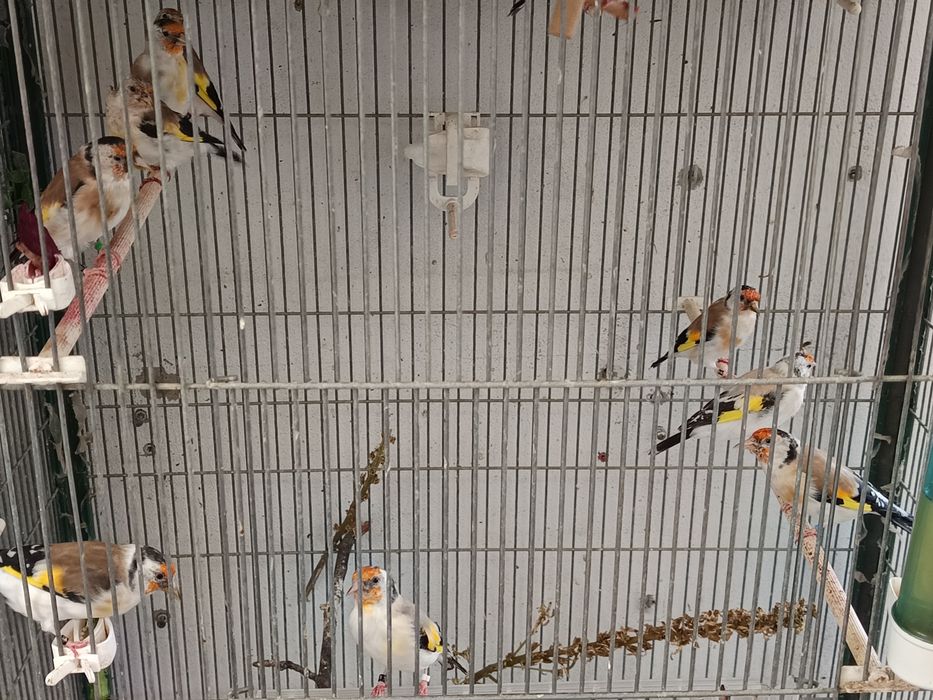 Vendo majores deste ano