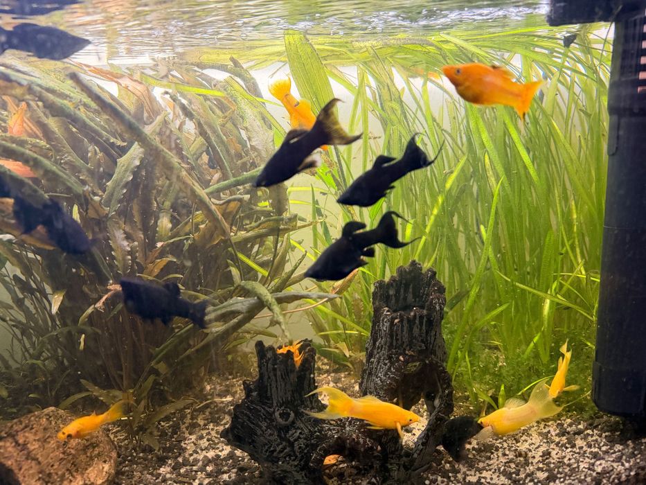 Molinezja czarna, młode rybki 20 sztuk