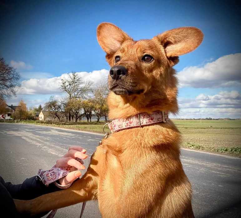 Szukamy domu tymczasowego z opcją stałego