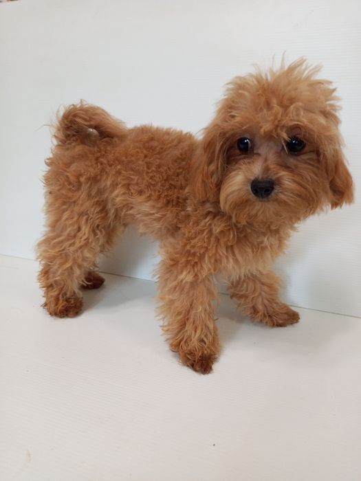 Міні МальтіпуF1 самець.