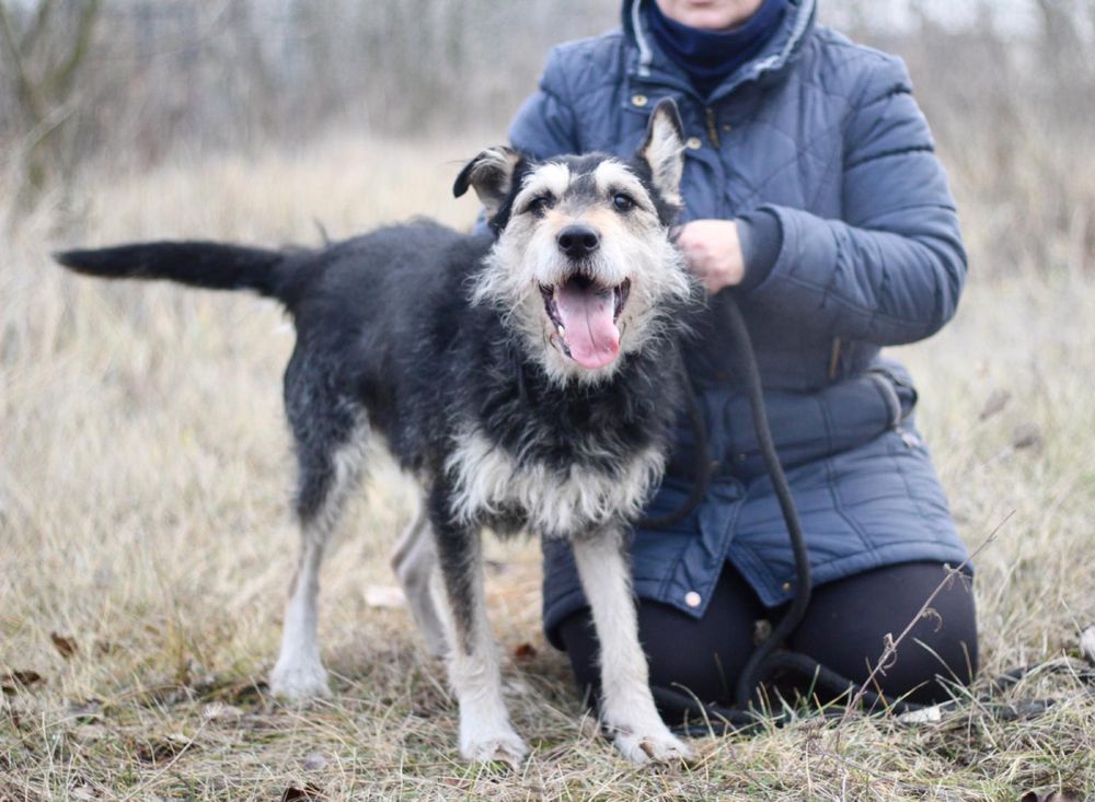 Kochany, wesoły i przyjacielski Gutek czeka na dom!