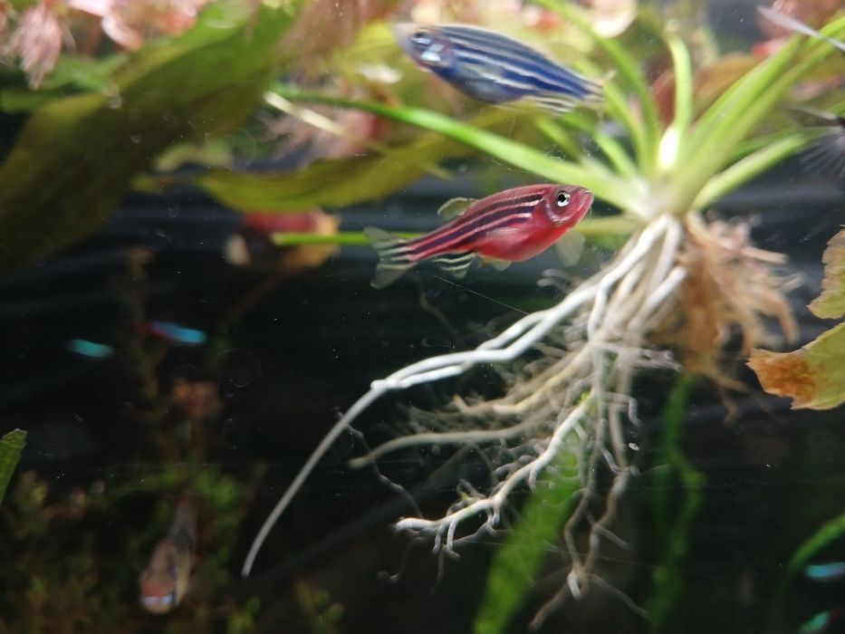 Ryby rybki akwariowe , danio, skalary, ramirezy,  tetry , kiryski
