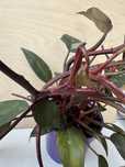 Philodendron pink princess