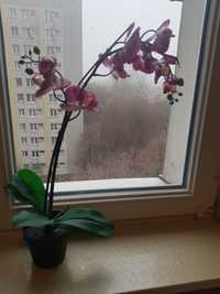 Sztuczna roślina doniczkowa, Orchidea różowa, Fejka