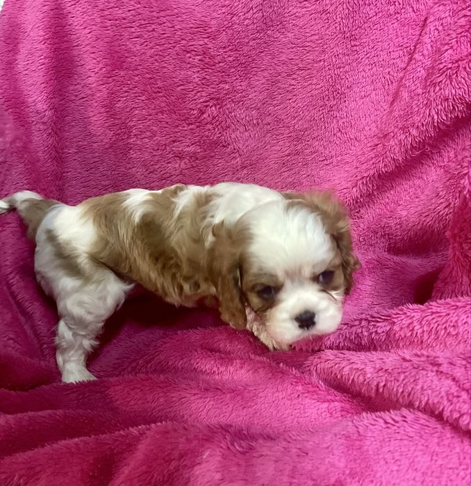 Cavalier king charles Femea LOP e Afixo