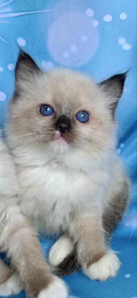 Ragdoll Kotka Seal Mitted