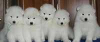 Samoyed Samojed odbiór rezerwacja