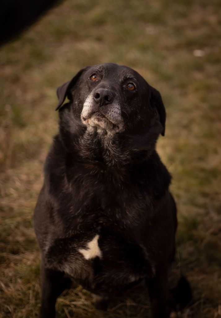 Moris- cudowny mix labrador szuka domu