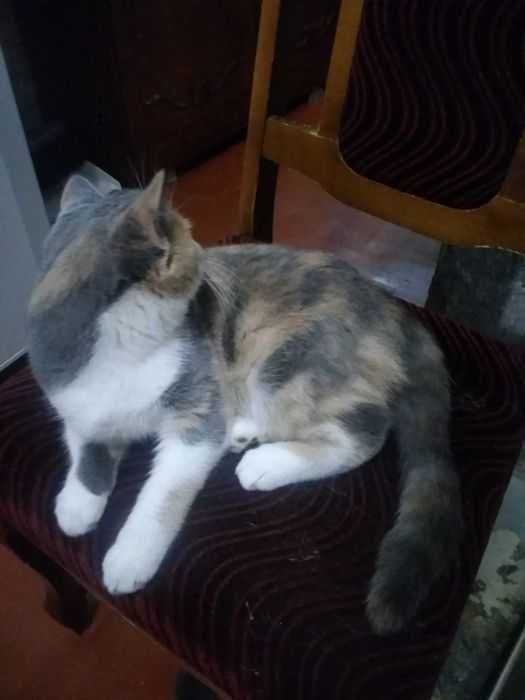 Британская трёхцветная кошечка