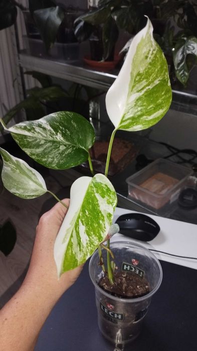 Monstera borsigiana variegata small form całа roślina № 4