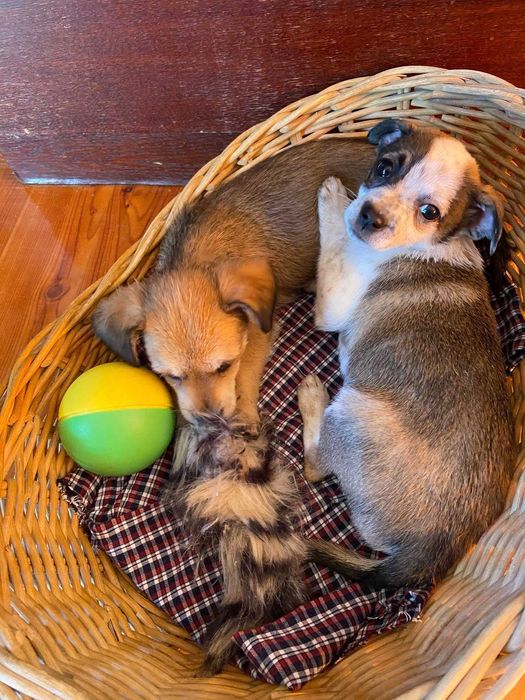 Pilne! dwa piękne szczeniaki uratowane od rozmnażacza do adopcji Konin