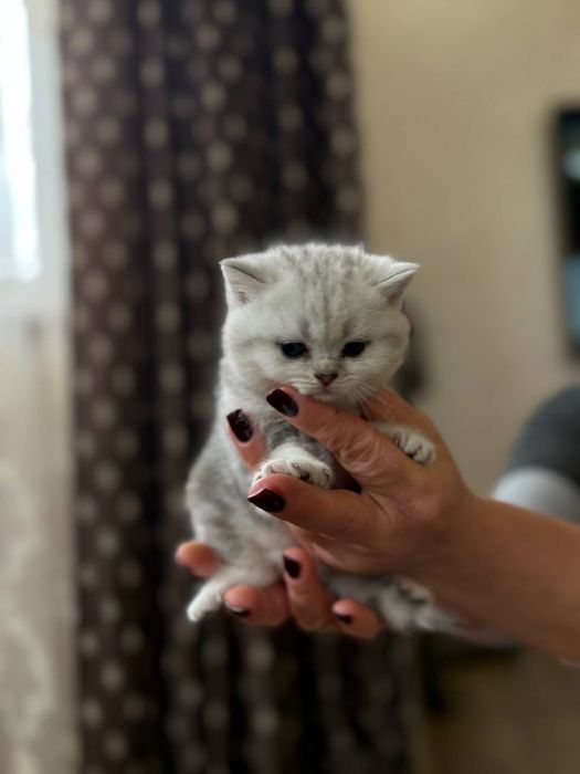 Шотландська мраморно срібна шиншила кошенята котенята котик