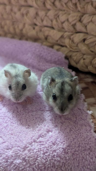 Маленькі ручні джунгарики чекають на люблячу родину