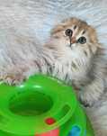 Клубная девочка Шейла золотая шиншиллка